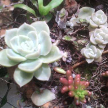 Echeveria