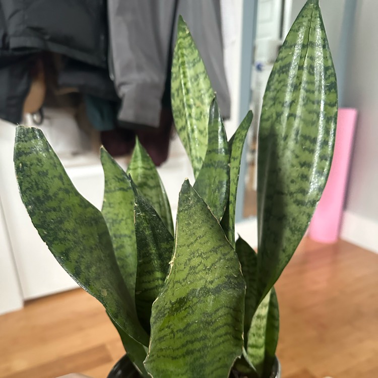 Plant image Sansevieria Superba Robusta