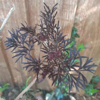 Sambucus nigra f. porphyrophylla 'Eva' syn. Sambucus nigra f. porphyrophylla 'Black Lace', Sambucus nigra 'Black Lace'