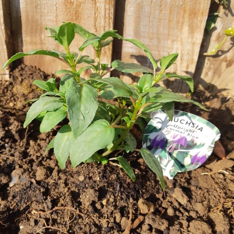 Plant image Fuchsia 'Carmel Blue'