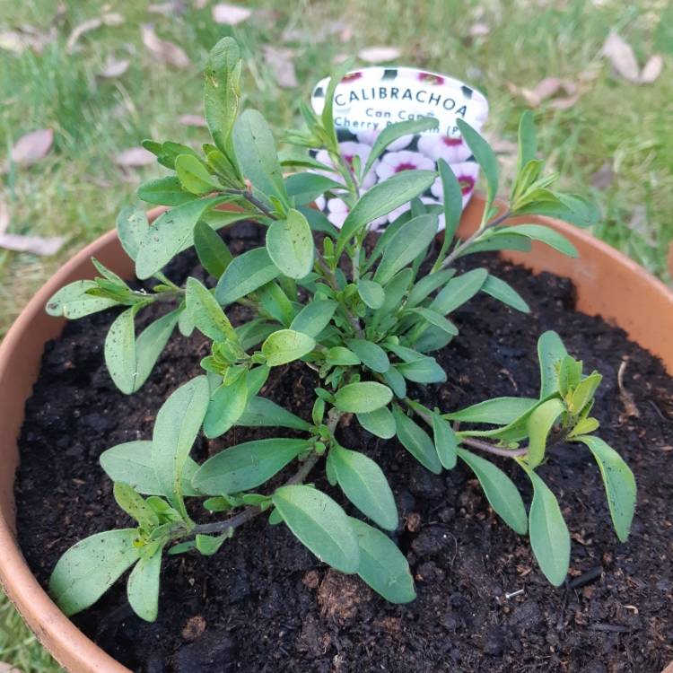 Plant image Calibrachoa 'Can Can Cherry Blossom'