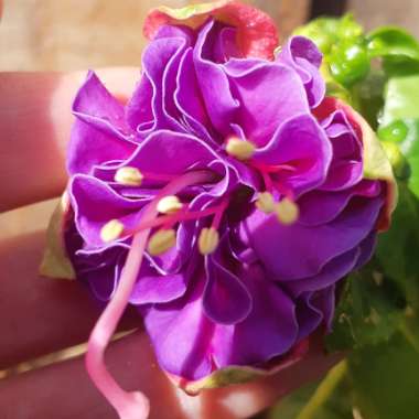 Fuchsia 'Cecile'