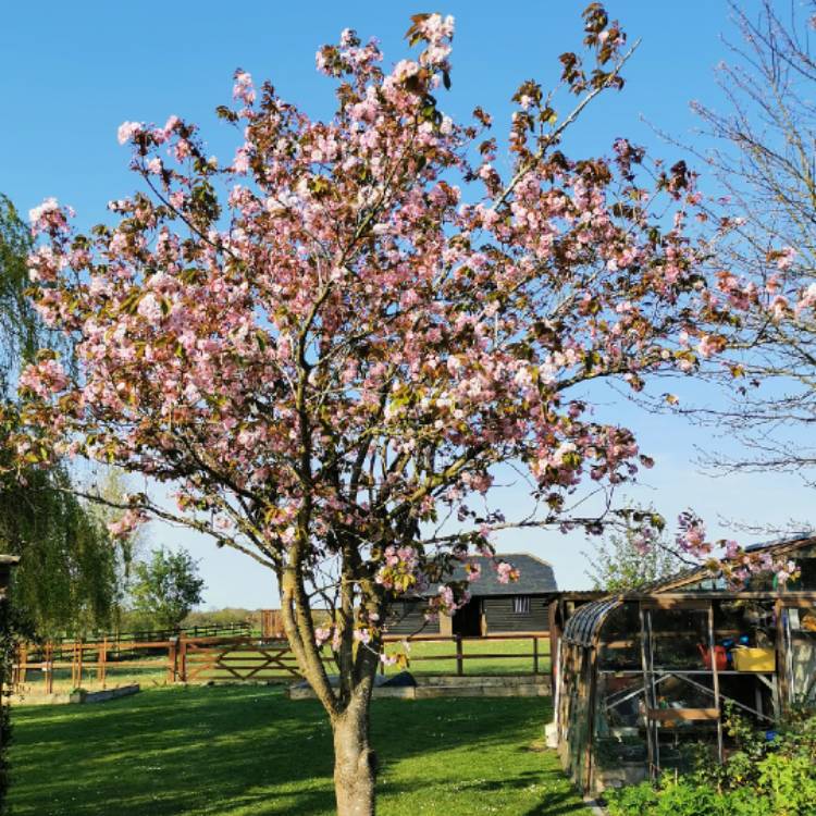 Plant image Prunus x blireana