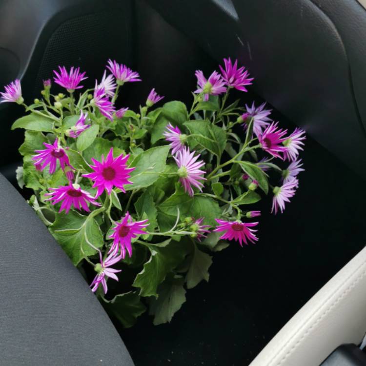 Plant image Cineraria cruentus syn Senecio cruentus