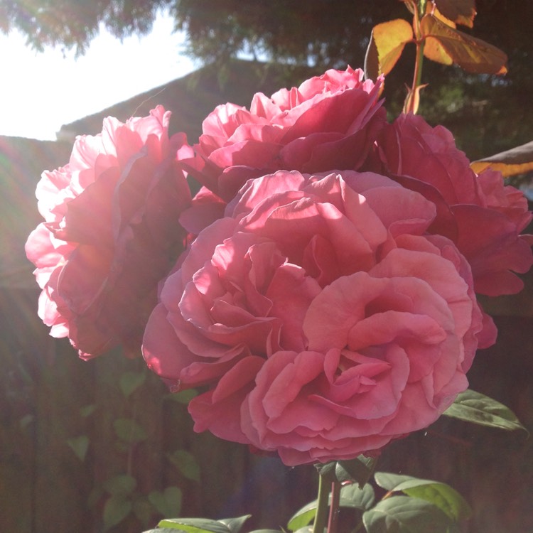 Plant image Rosa 'Meiclusif' syn. Rosa 'Sweet Parfum De Provence', Rosa 'The Anniversary Rose', Rosa 'Forget-Me-Not', Rosa 'Line Renaud'