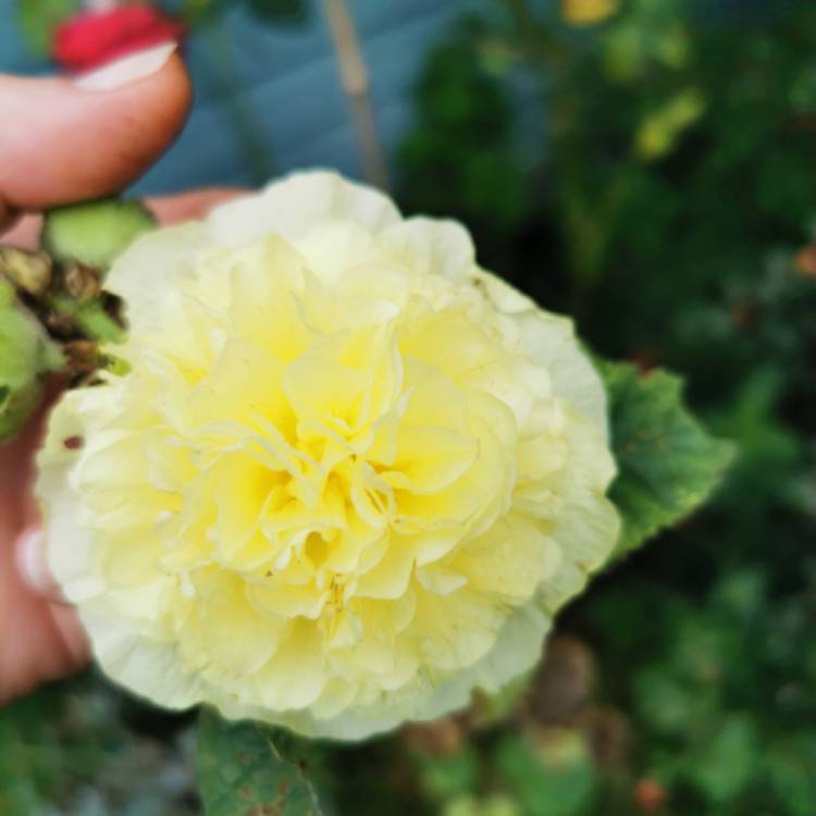 Plant image Alcea rosea 'Chater's Double Group Yellow'