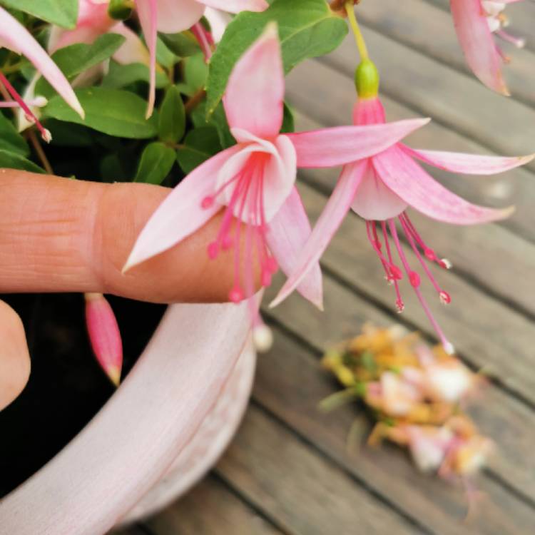 Plant image Fuchsia 'Frank Unsworth'