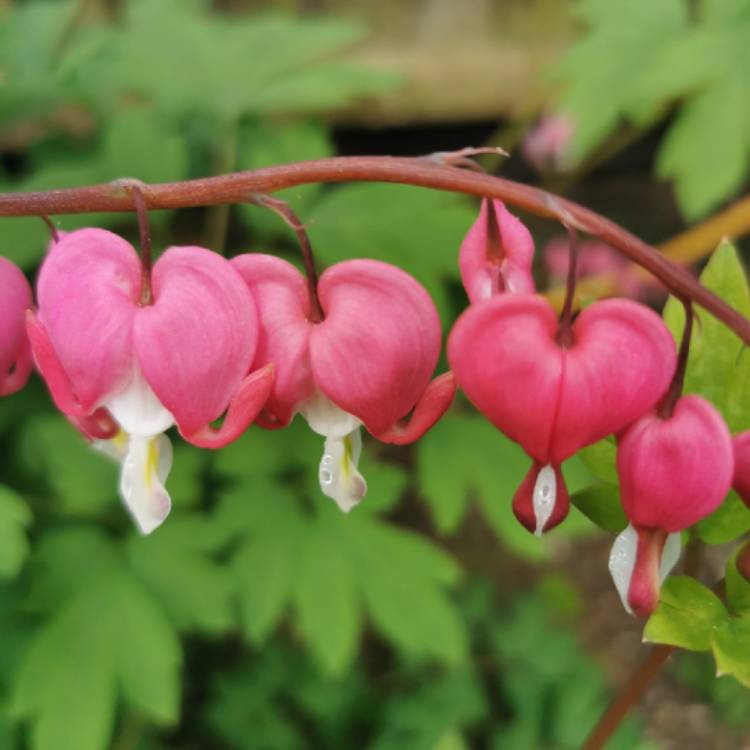 Lamprocapnos spectabilis syn. Dicentra spectabilis, Bleeding Heart ...