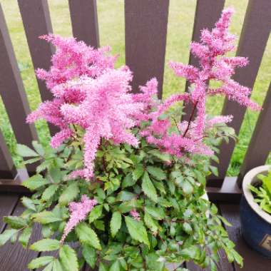 Chinese astilbe