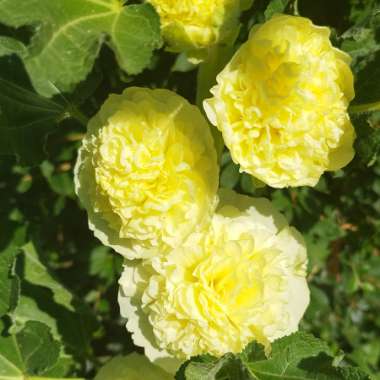 Hollyhock 'Chater's Double Group Yellow'