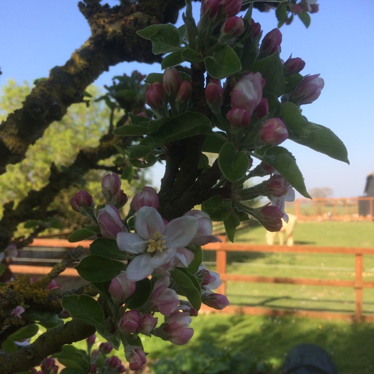 Plant image Malus domestica 'Cox's Orange Pippin'