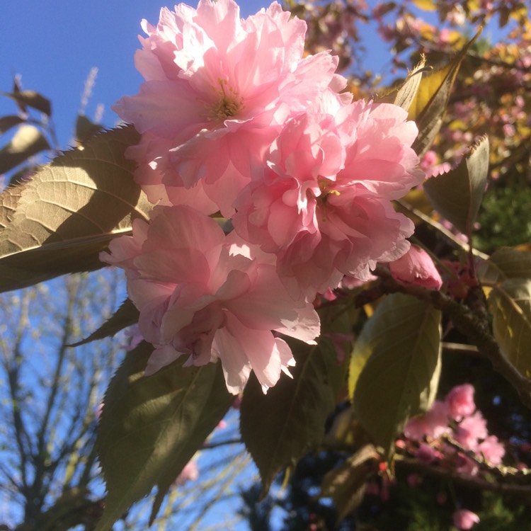 Plant image Prunus x blireana