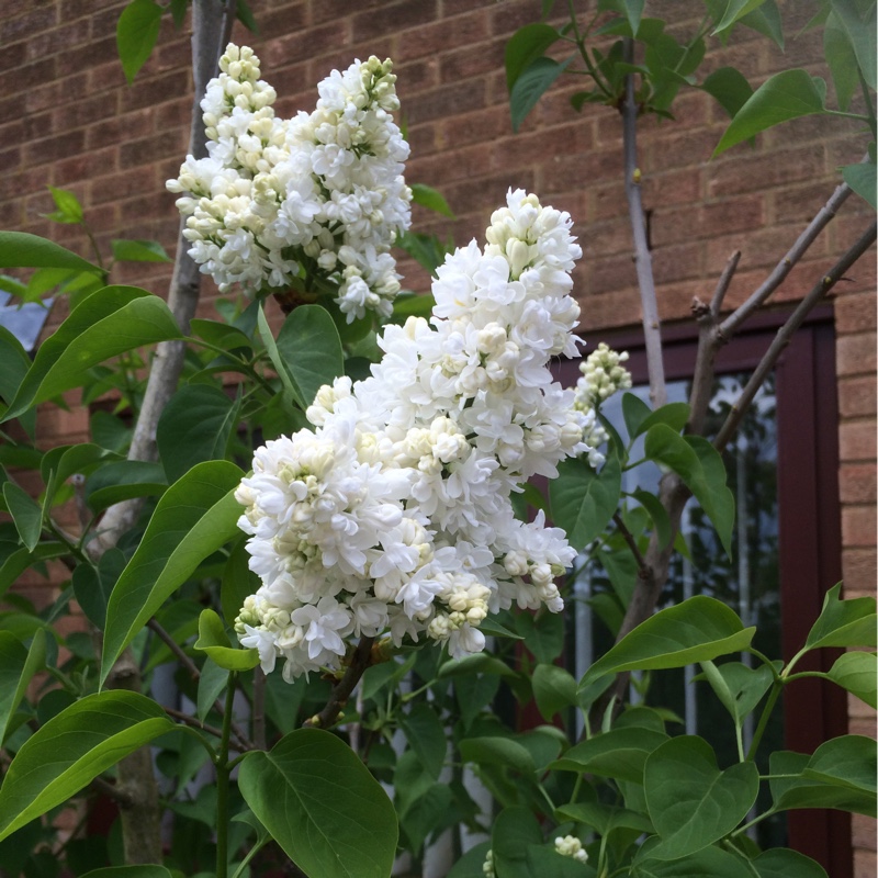 Plant image Hydrangea macrophylla 'Mariesii Lilacina'