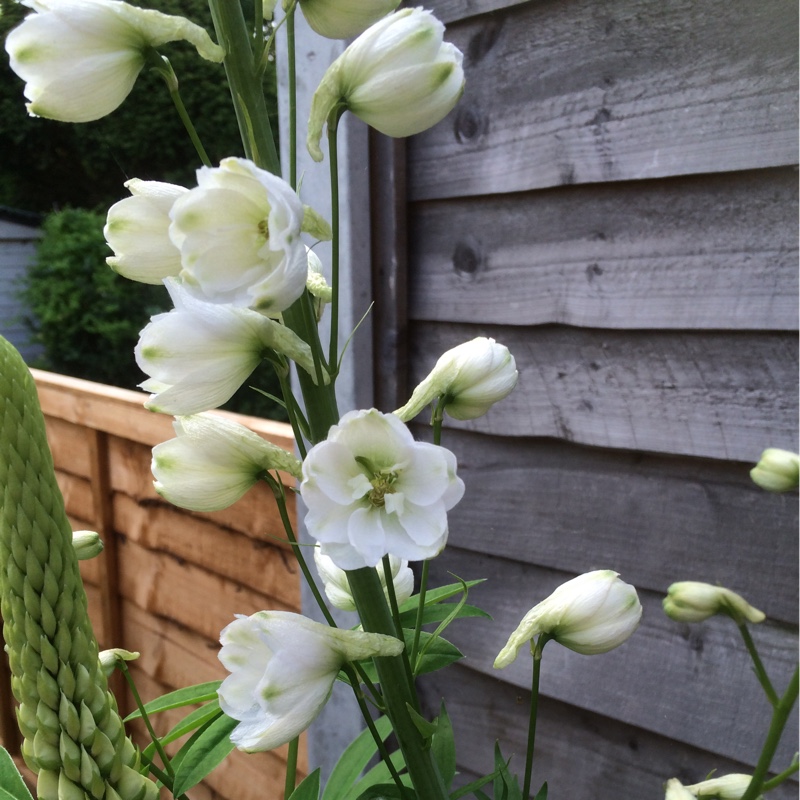 Plant image Delphinium elatum 'Butterball'