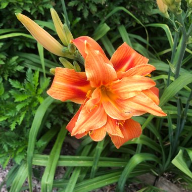 Hemerocallis fulva