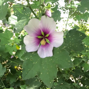 Lavatera 'Maritima' (bicolour)