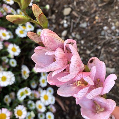 Tritonia crocata 'Pink'