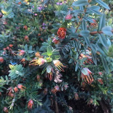 Darwinia citriodora