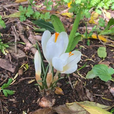 Crocus vernus 'Jeanne d'Arc' syn. Crocus vernus subsp. albiflorus 'Jeanne d'Arc', Crocus x cultorum 'Jeanne d'Arc', Crocus 'Joan of Arc'