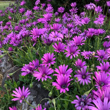 Osteospermum ‘Astra Purple Improved'