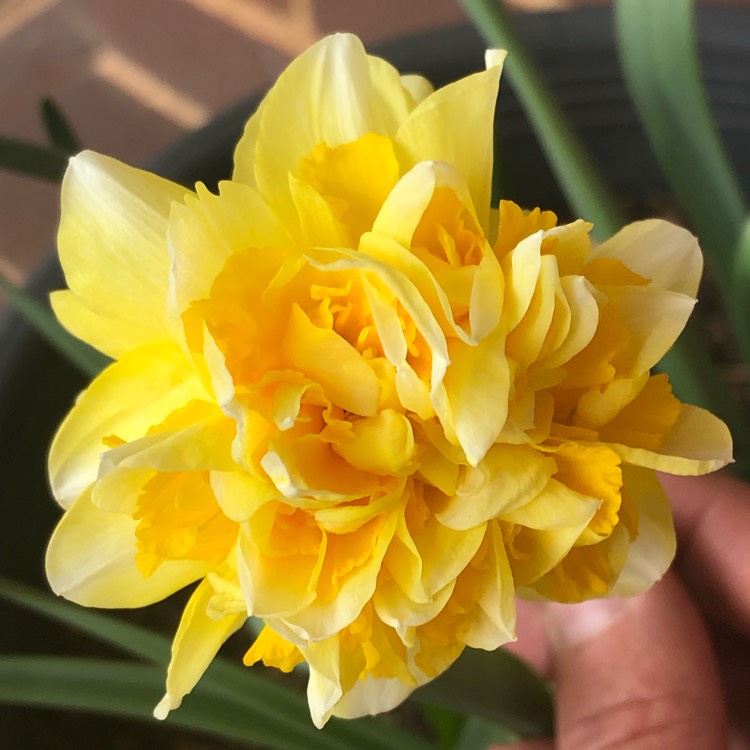 Plant image Narcissus 'Dick Wilden' syn. Narcissus 'Golden Beauty'