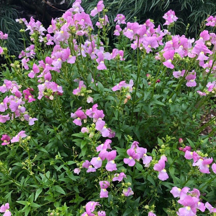 Plant image Nemesia 'Karoo® Pink'