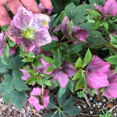 Helleborus