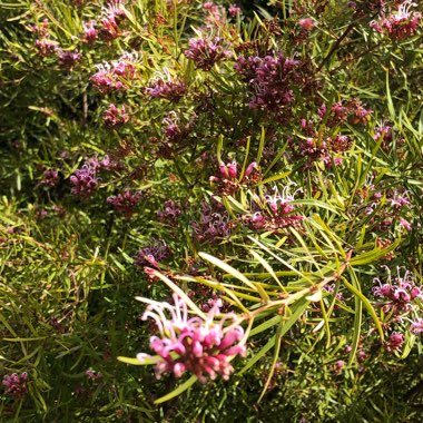 Grevillea Sericea