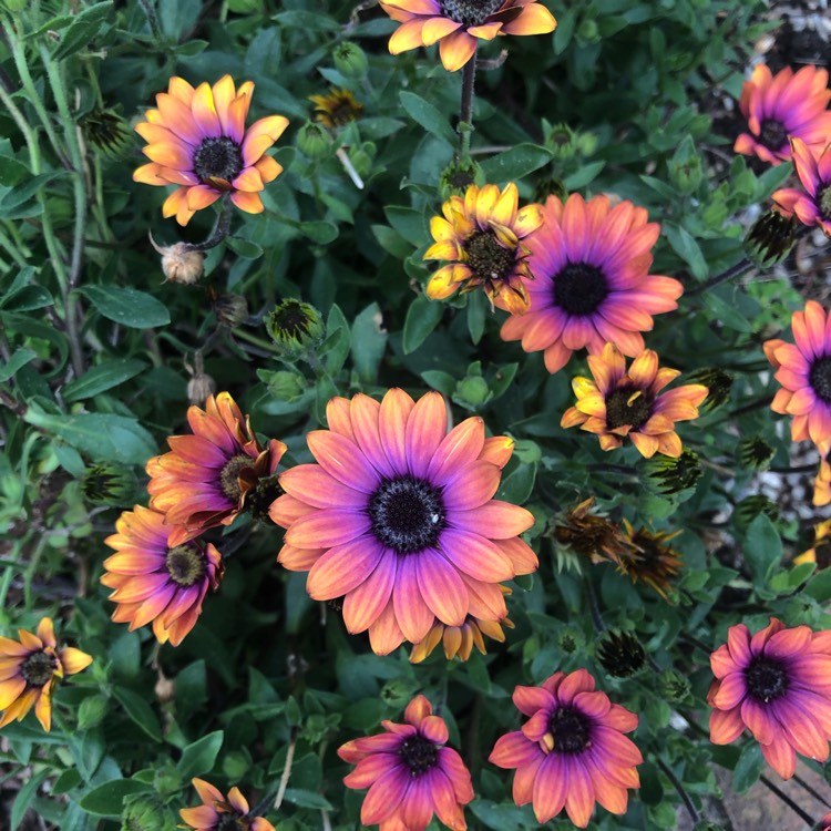 Plant image Osteospermum 'Elite Magenta Fire'