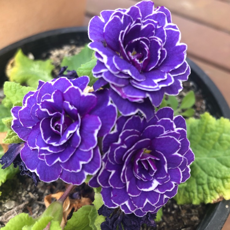 Plant image Primula belarina 'Amethyst Ice'