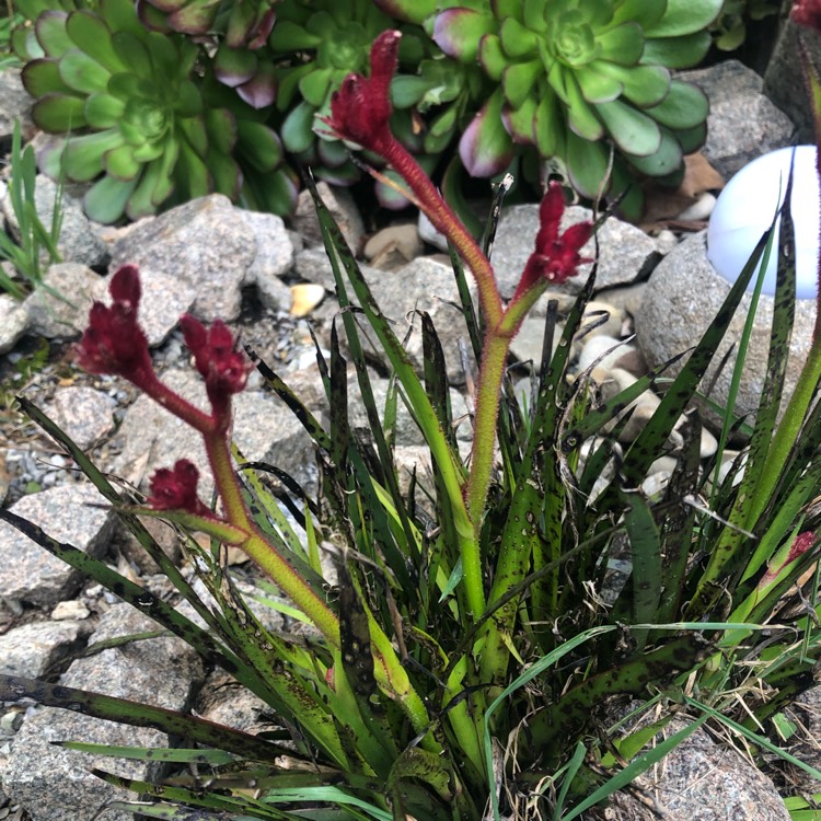 Plant image Anigozanthos 'Bush Inferno'