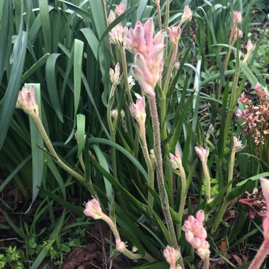 Anigozanthos 'Bush Diamond'