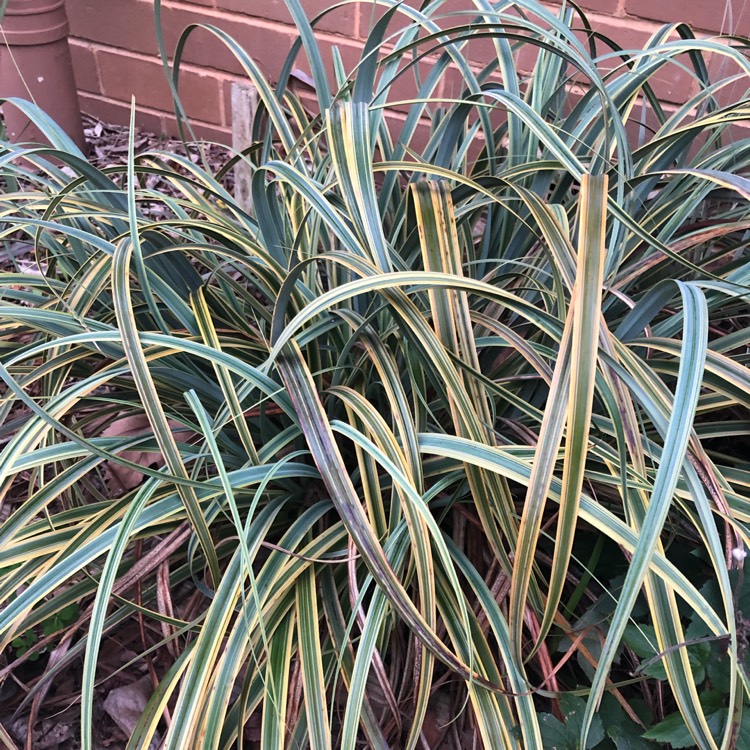 Plant image Carex oshimensis 'Eversheen'