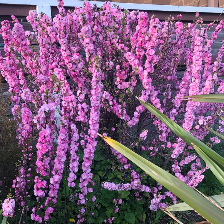 Plant image Prunus triloba 'Multiplex'