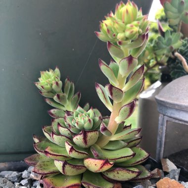 Echeveria Joan Daniel