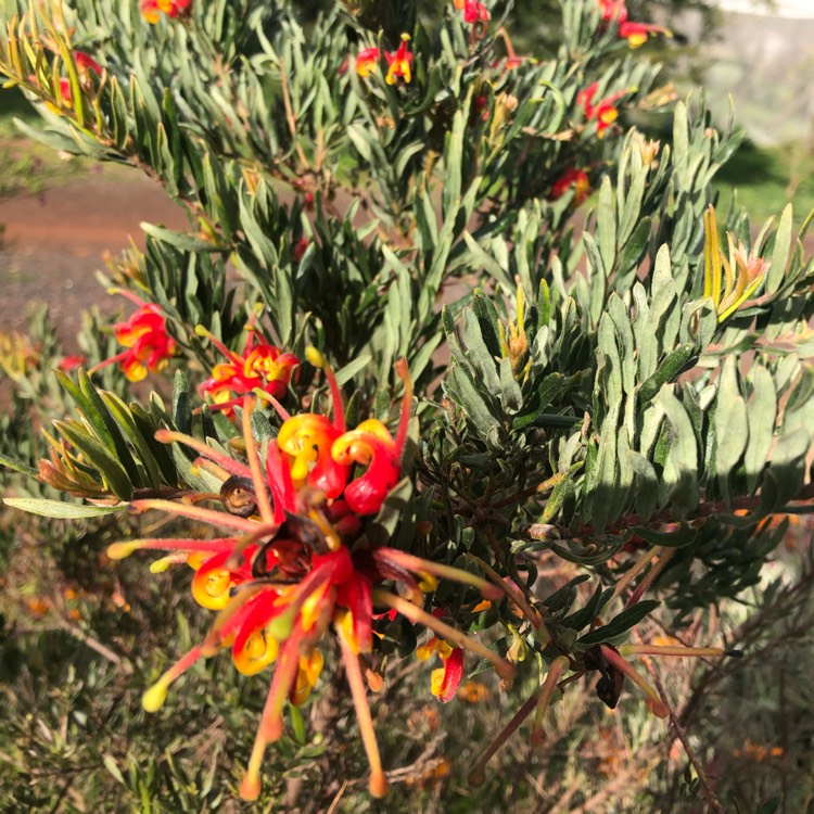 Plant image Grevillea 'Fireworks'