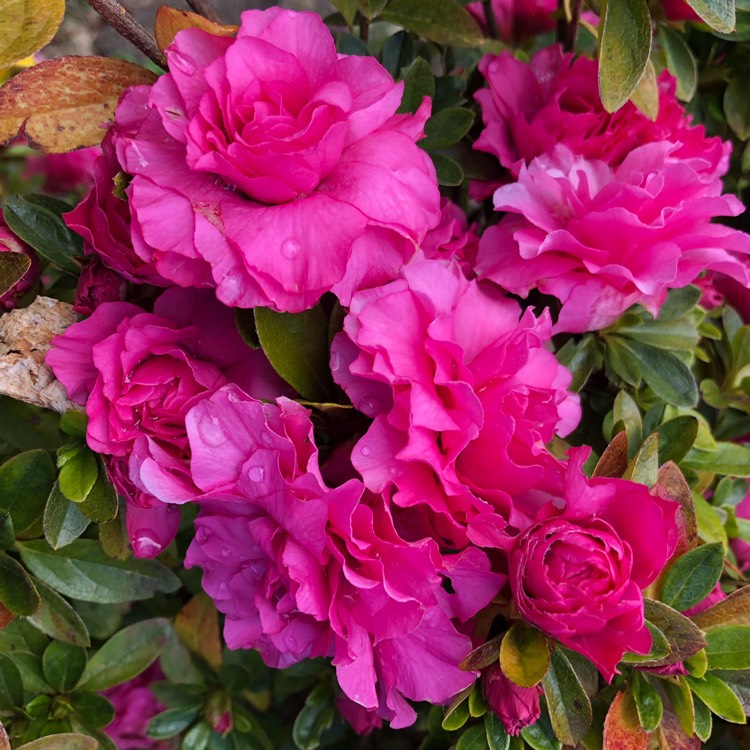 Plant image Rhododendron indica 'Anna Kehr'