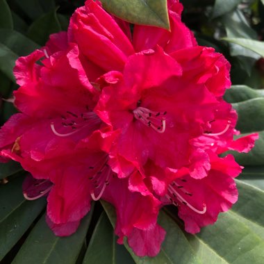 Rhododendron 'Halfdan Lem'