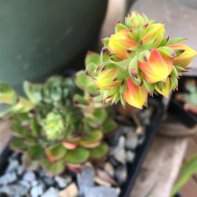 Plant image Echeveria Joan Daniel