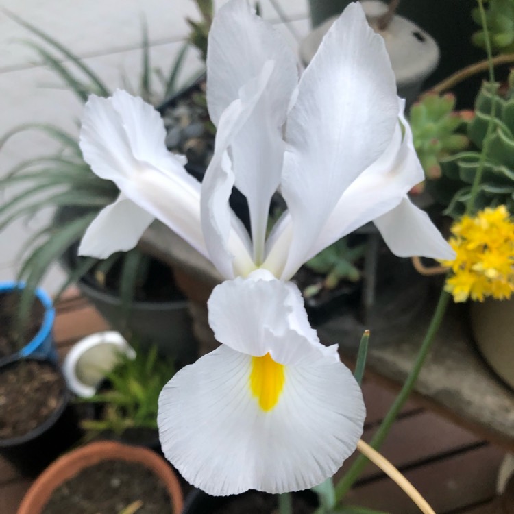 Plant image Iris x hollandica 'White Wedgewood'