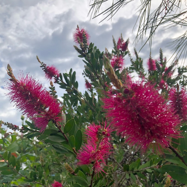 Plant image Callistemon Splendens x Pallidus 'Hot Pink'