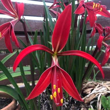 Sprekelia formosissima syn. Amaryllis formosissima