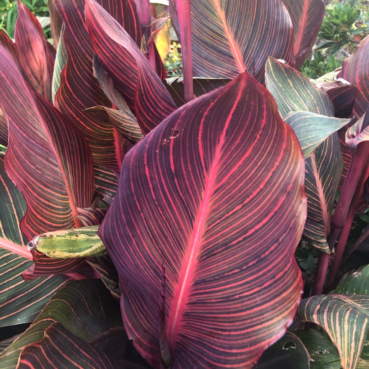 Plant image Canna 'Phasion' syn. Canna 'Durban', Canna 'Tropicanna', Canna 'Inferno'