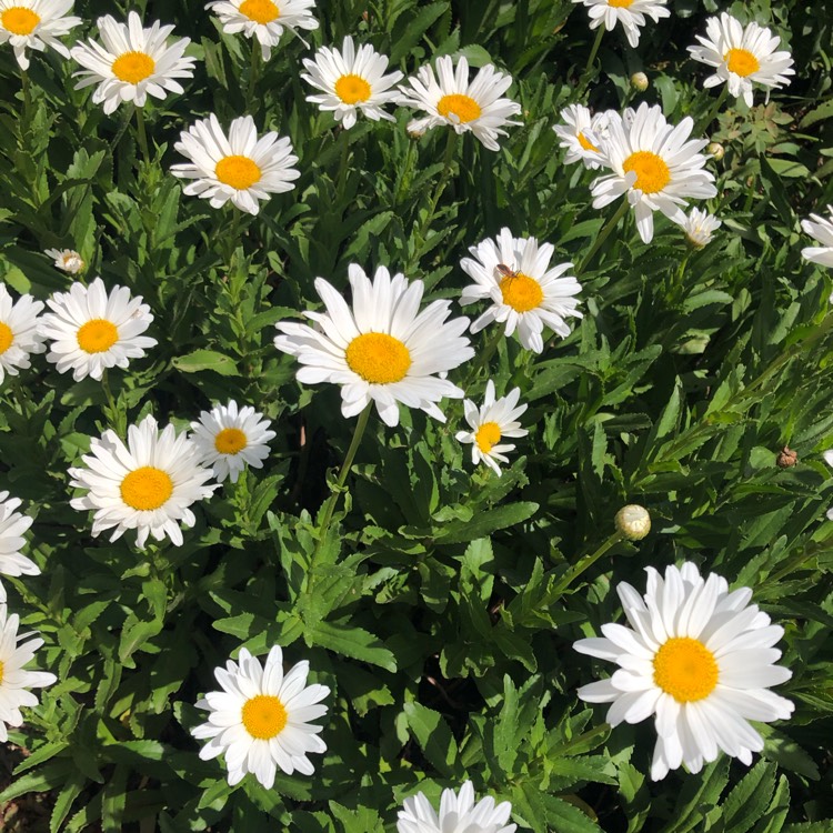 Plant image Leucanthemum x superbum 'Phyllis Smith'