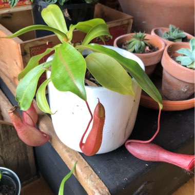 Nepenthes Alata