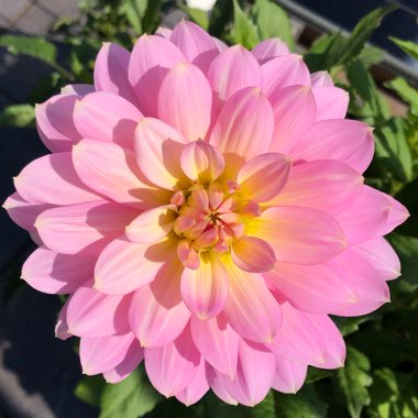 Dahlia 'Sunnyrose'