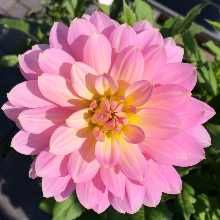 Plant image Dahlia 'Sunnyrose'