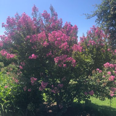 Lagerstroemia