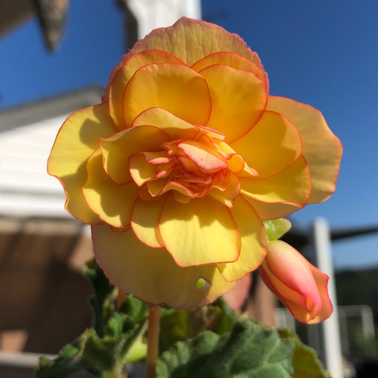 Plant image Begonia 'Illumination Mix' (Illumination Series)