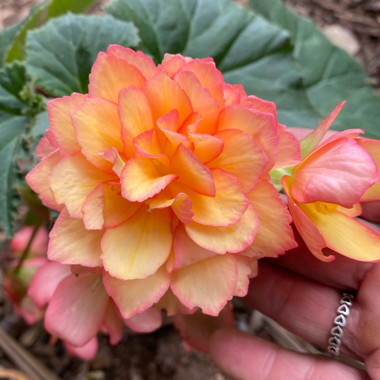 Plant image Begonia 'Illumination Mix' (Illumination Series)